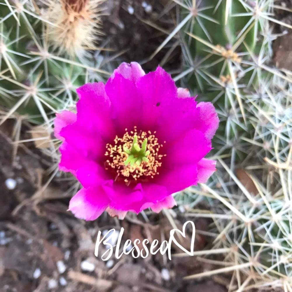 Meet your Posher, Nilda cruz